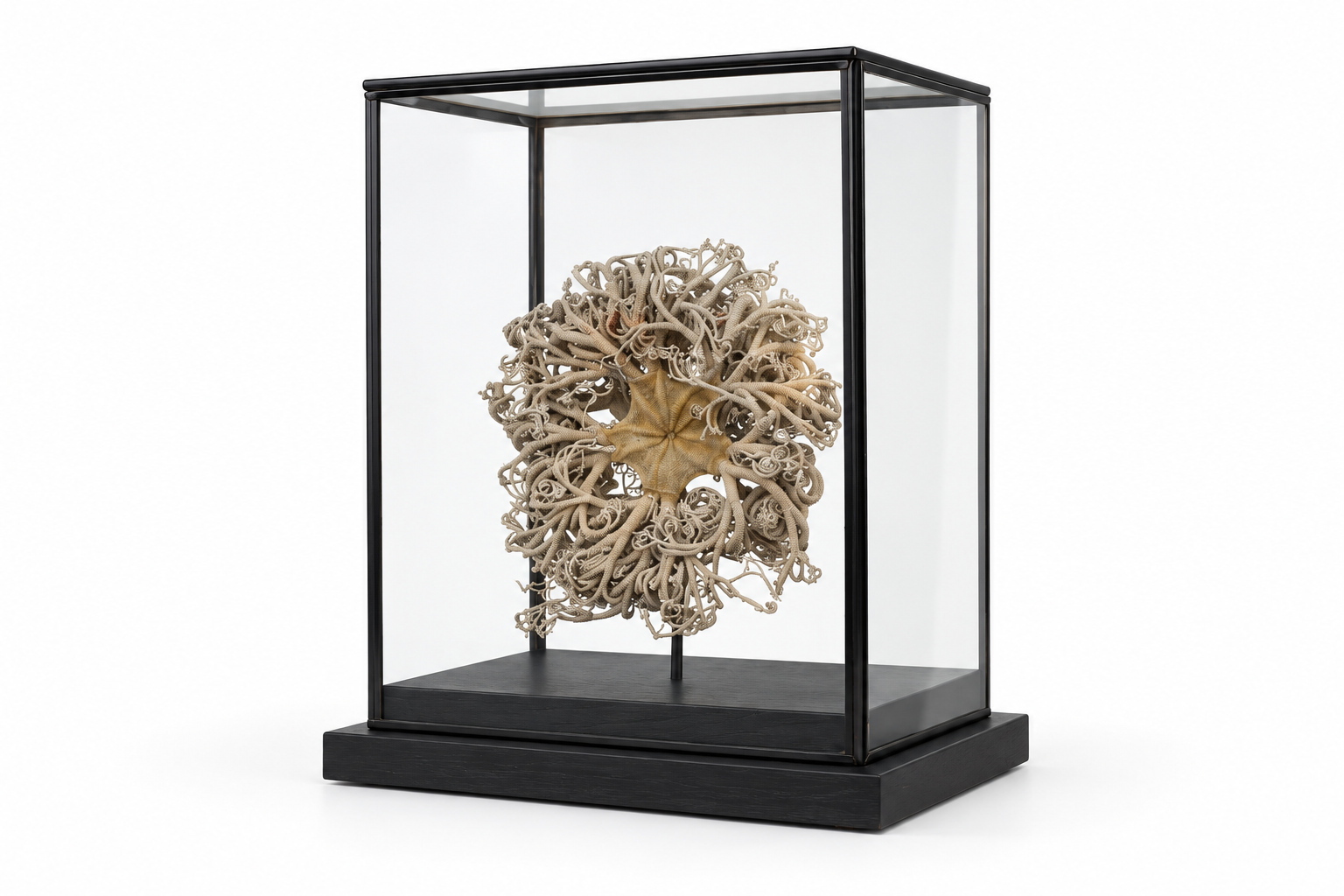 FOS158 ST Gorgonocephalus glass Box 2