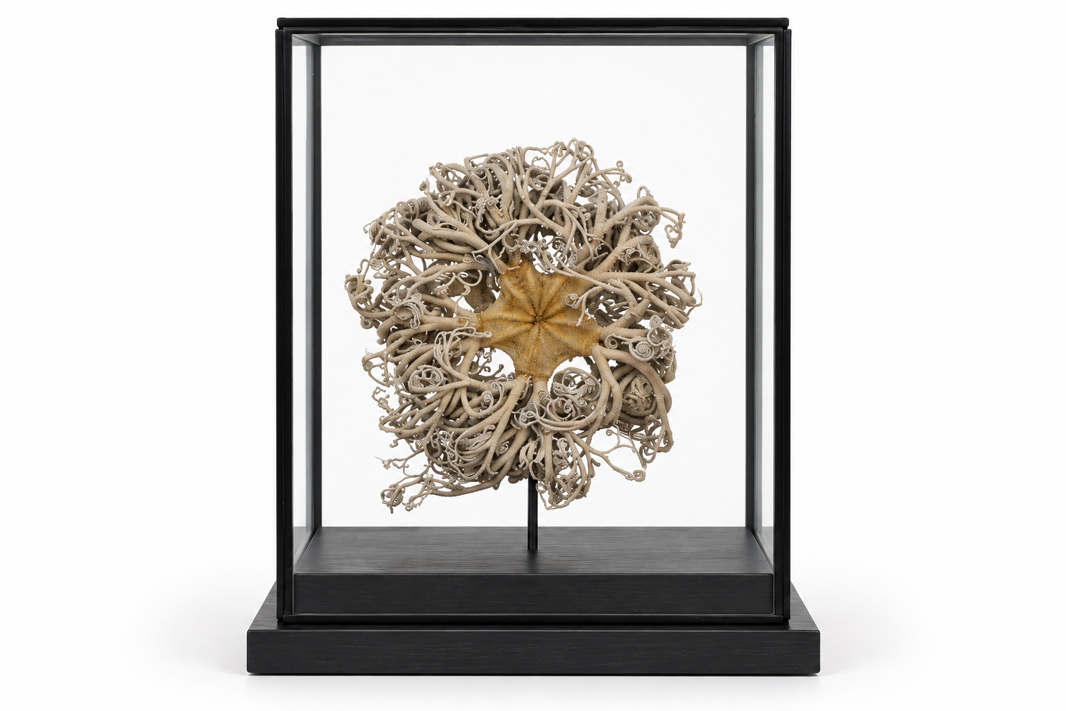 FOS158 ST Gorgonocephalus glass Box
