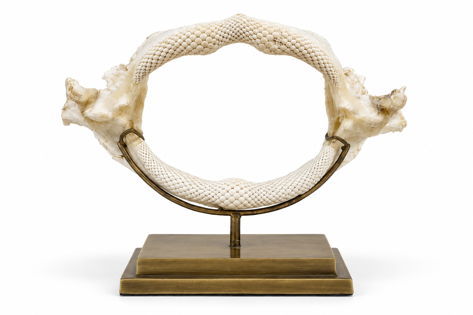 FOS160 STD007 Shark Ray Jaw on Brass Base