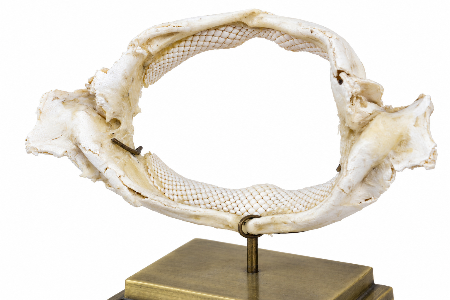 FOS160 STD007 Shark Ray Jaw on Brass Base Close up