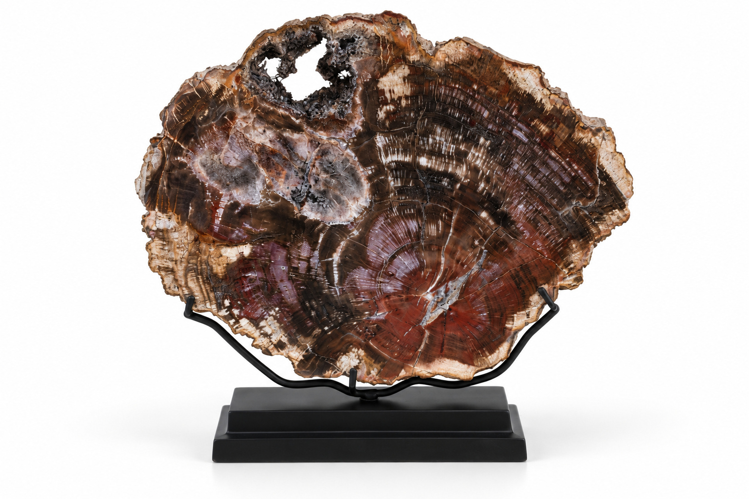 FOS403 STD0002 Petrified Slice of Fossil Wo 2