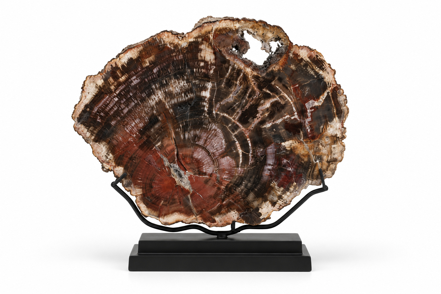 FOS403 STD0002 Petrified Slice of Fossil Wo
