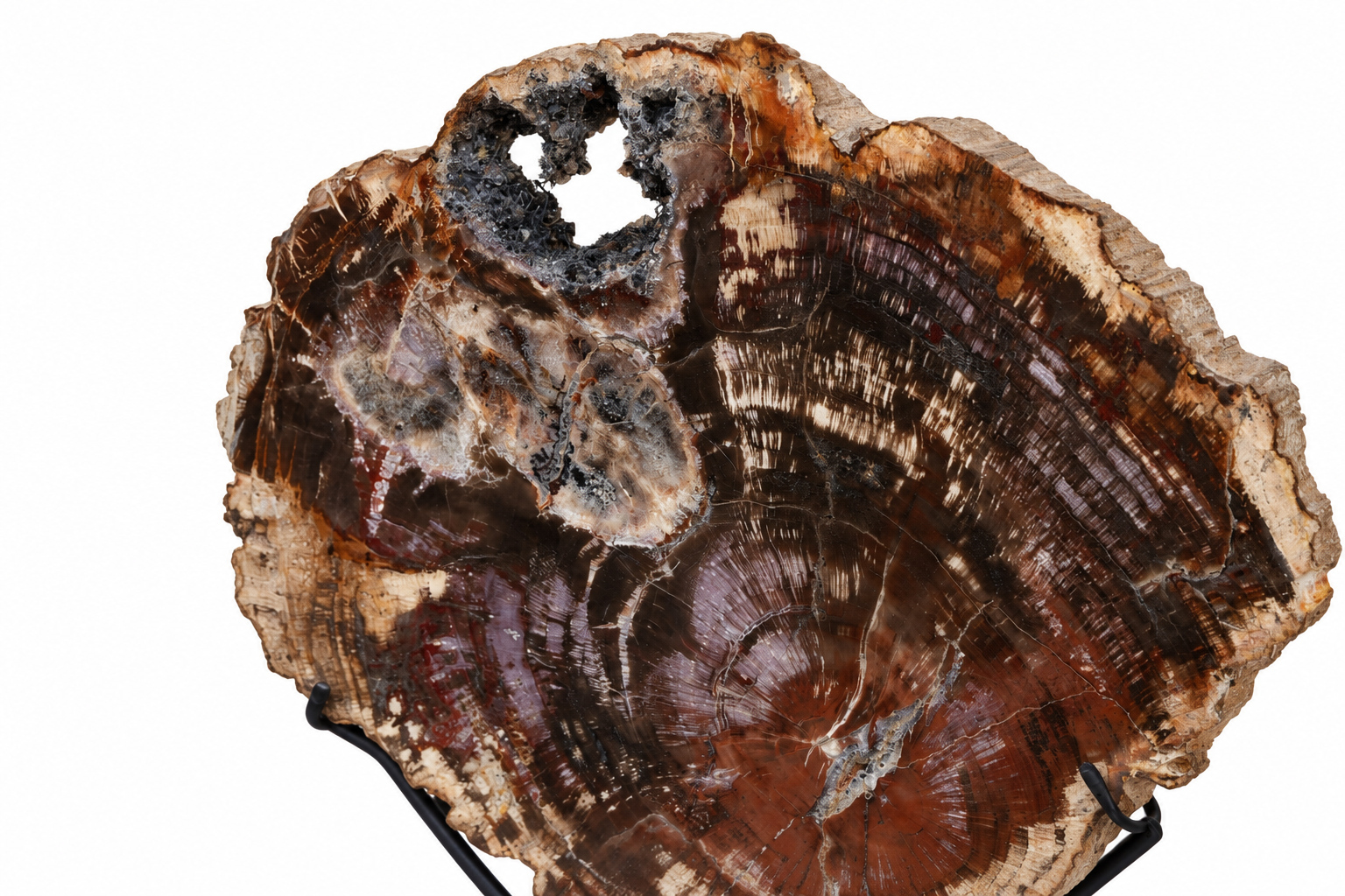FOS403 STD0002 Petrified Slice of Fossil Wo Close Up