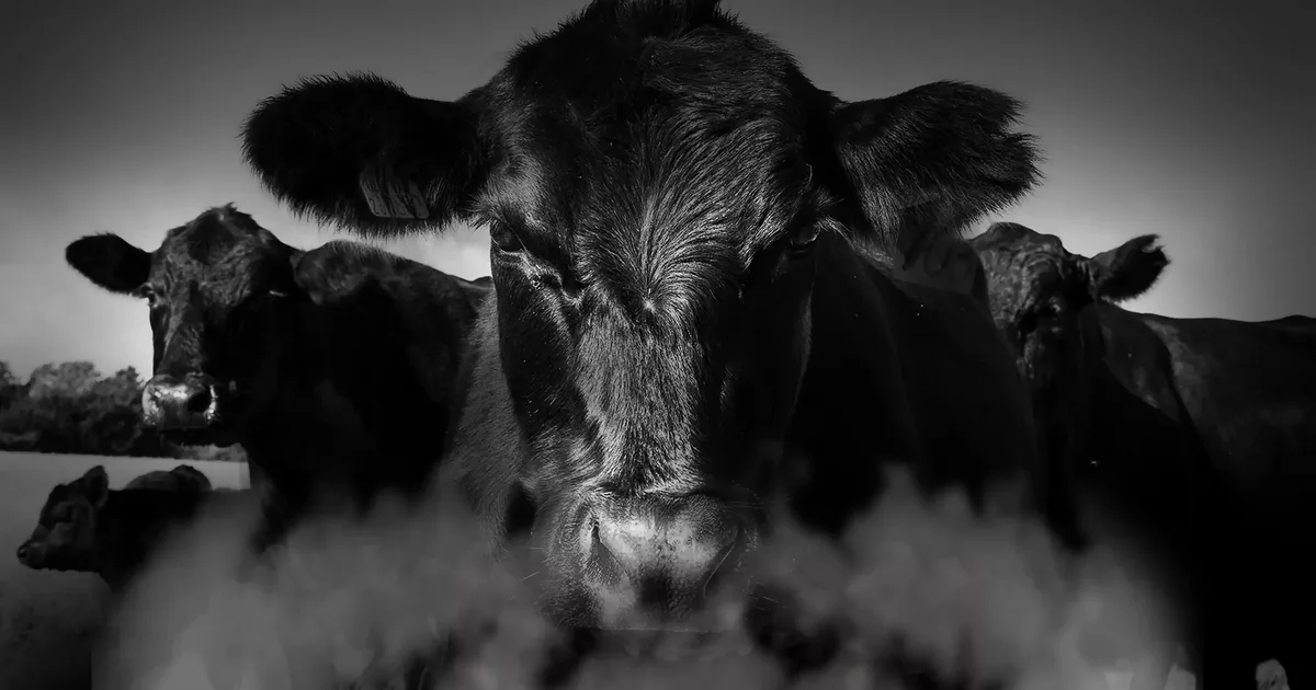 Beef Stroganoff Recipes