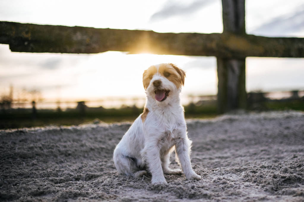 golden hour dieren fotografie