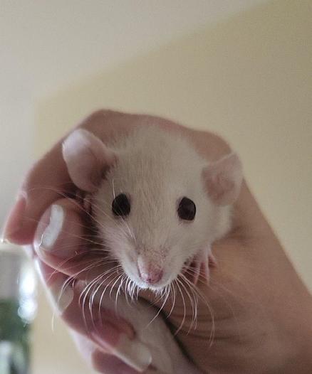 A white dwarf rat with dumbo ears on the side of their head is being held in one hand, while looking straight at the camera. Their eyes are big and round, their little paws hold on beneath them, and their whiskers glow in the sunlight.