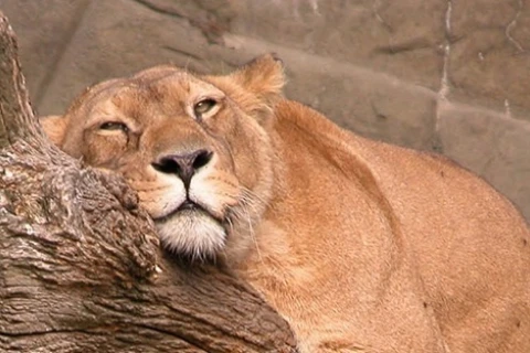 Lazy lion banner