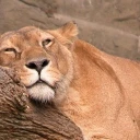 Lazy lion banner