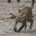 Emma svalstad 1273069 unsplash