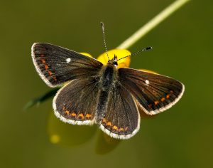 A Northern Brown Argus Butterfly sits on a leaf with a blurred green background.