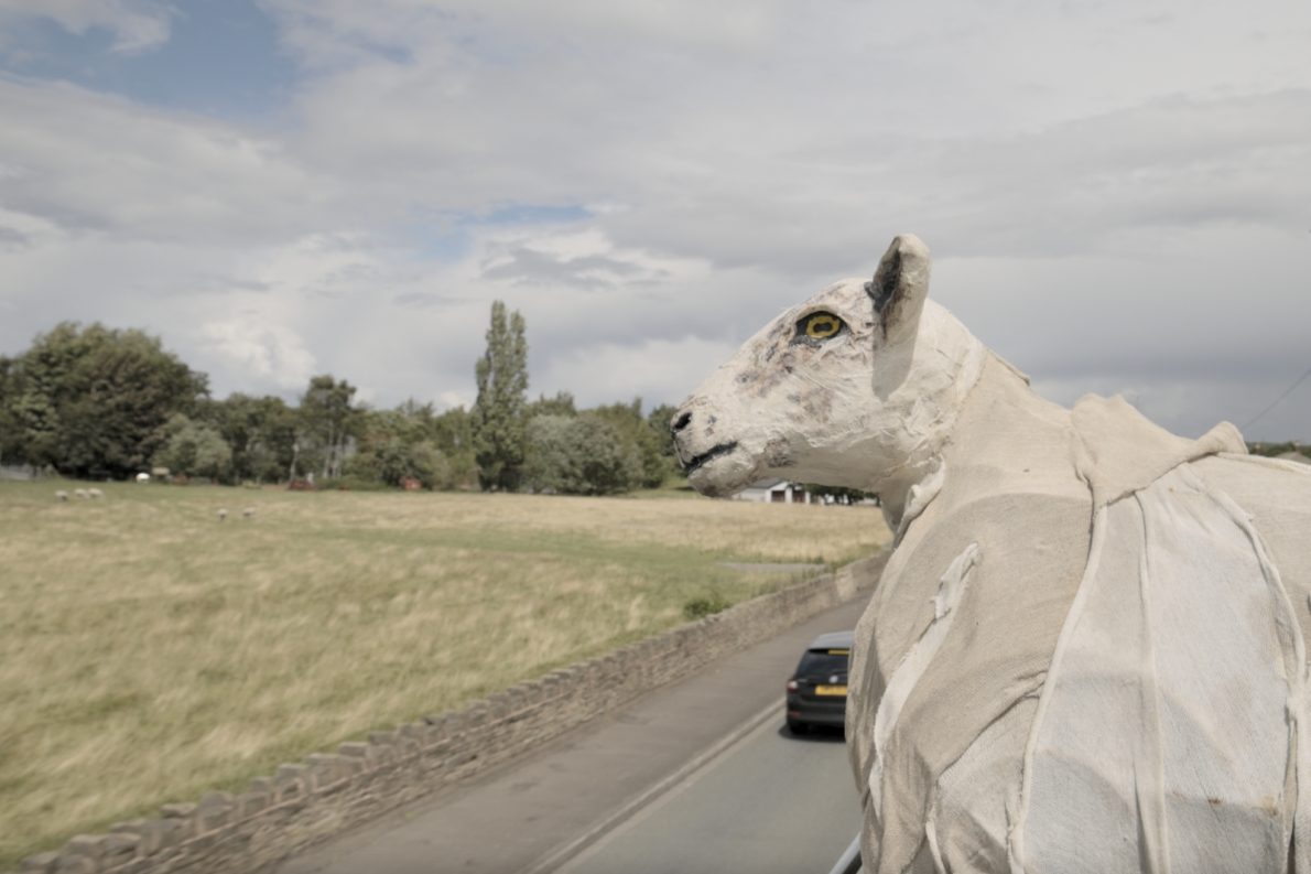 The papier-mâché head of a large sheep puppet faces sideways against an open Yorkshire landscape with fields, trees, and a road, as if riding in a vehicle.