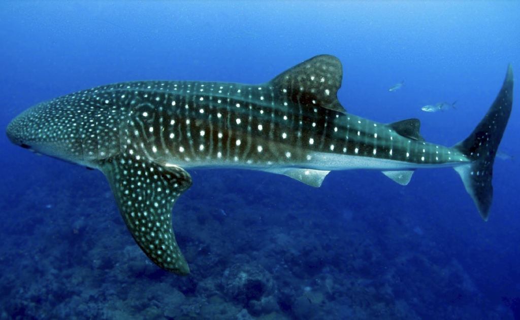 Whale Sharks are the largest fish in the sea and only eat small fish
