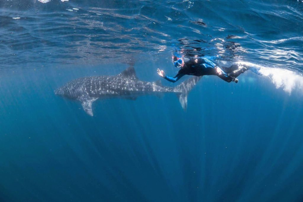 Swimming with whale sharks at Ningaloo Reef, WA