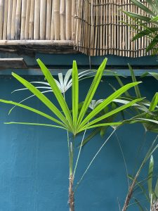 an image on the website of design union a textile print design studio in london