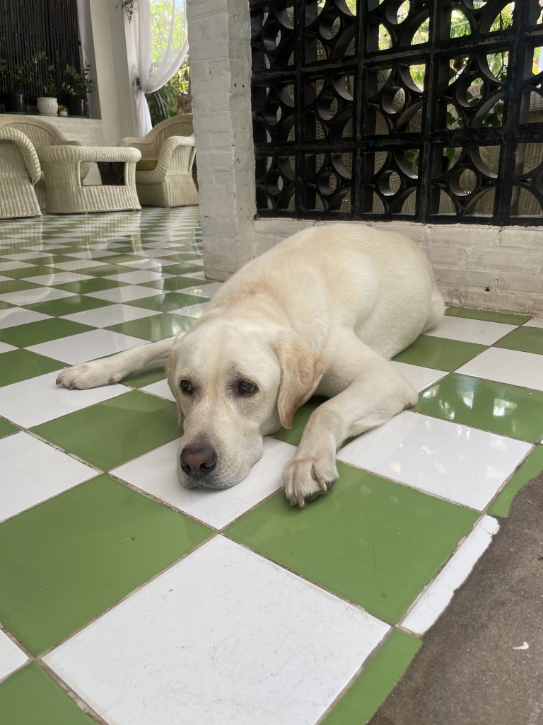 an image on the website of design union a textile print design studio in london