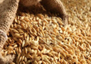 Barley