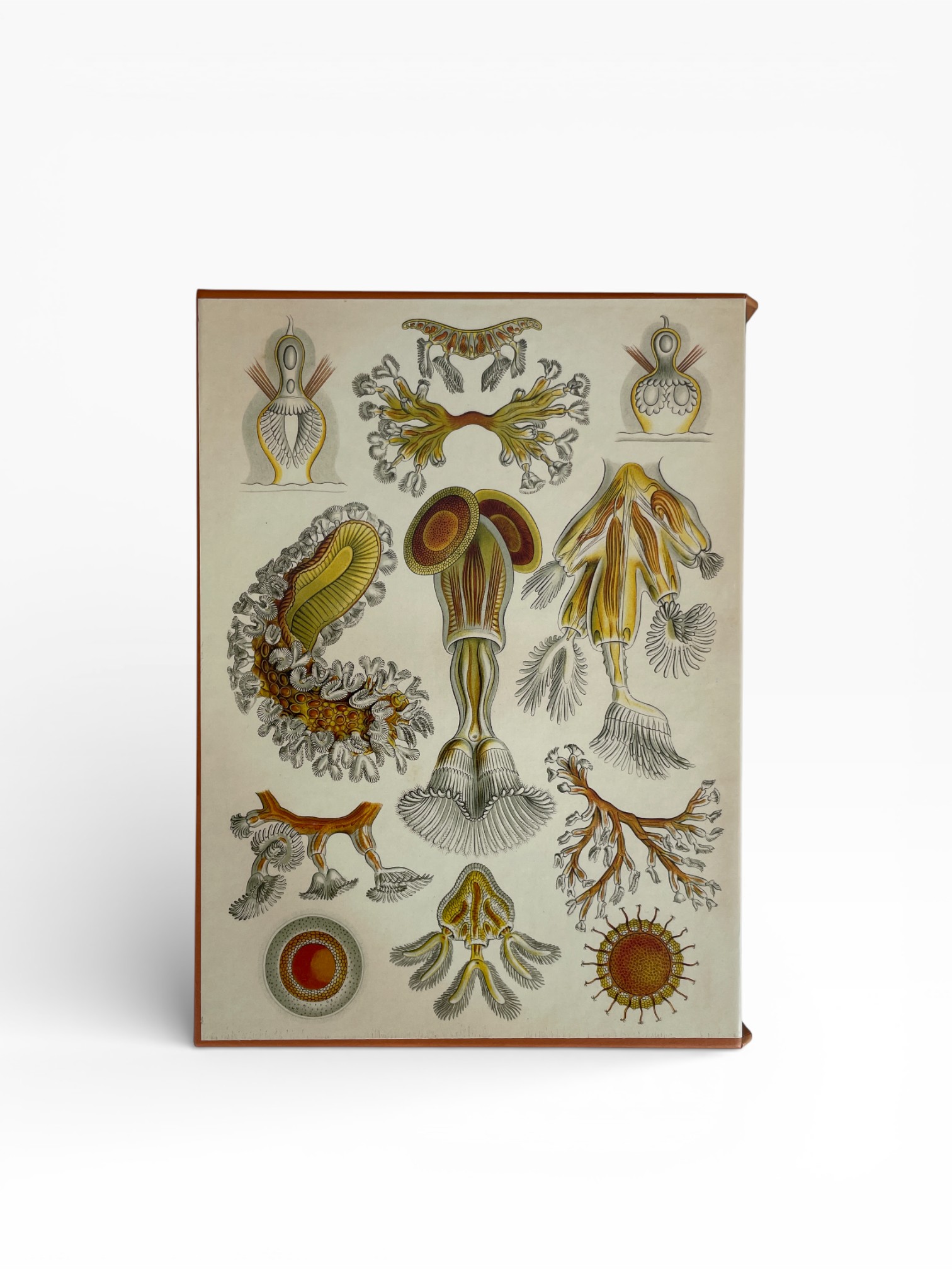 life folio4
