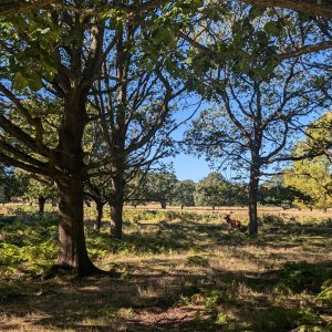 A stag in Richmond Park