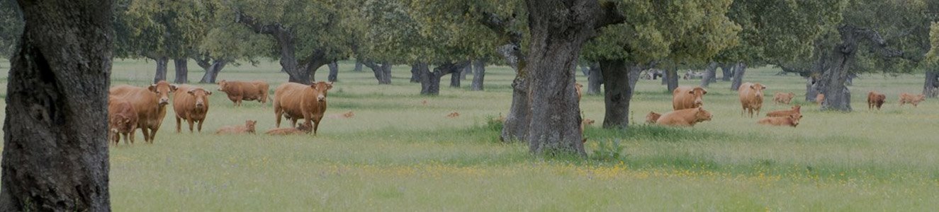Campocerrado