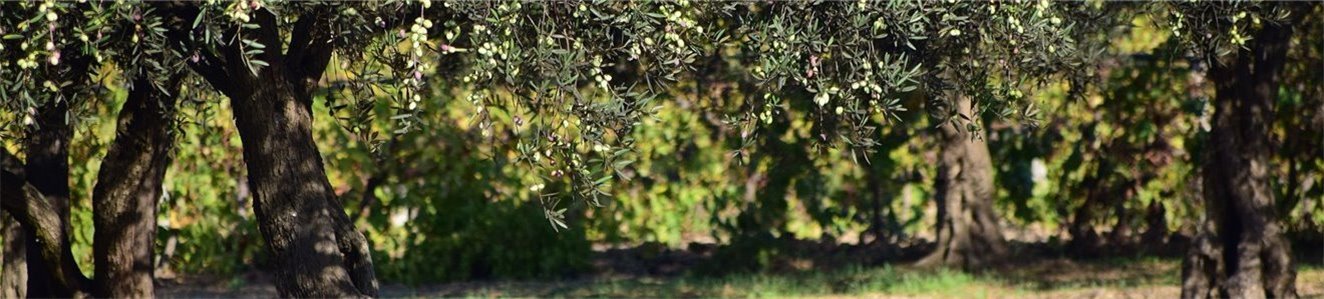 Aceitunas y encurtidos