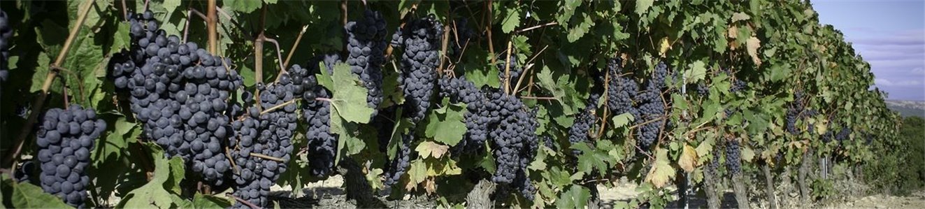 Vinos y Cavas