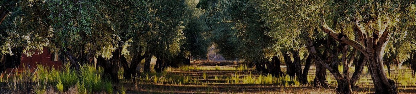 La Aceitera Jaenera
