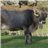 Hamburgers de Vache Tudanca (2x160g) - 100% Race de Cantabrie-izquierda