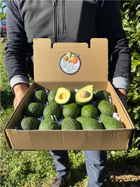 3 Kg Aguacate Hass Premium Ecológico XXL 🌿 (2–5 Unidades por Kg)-detalle