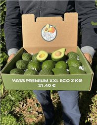 3 Kg Aguacate Hass Premium Ecológico XXL 🌿 (2–5 Unidades por Kg)
