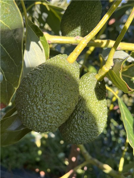 3 Kg Aguacate Hass Premium XXL (2–5 Unidades por Kg)-izquierda