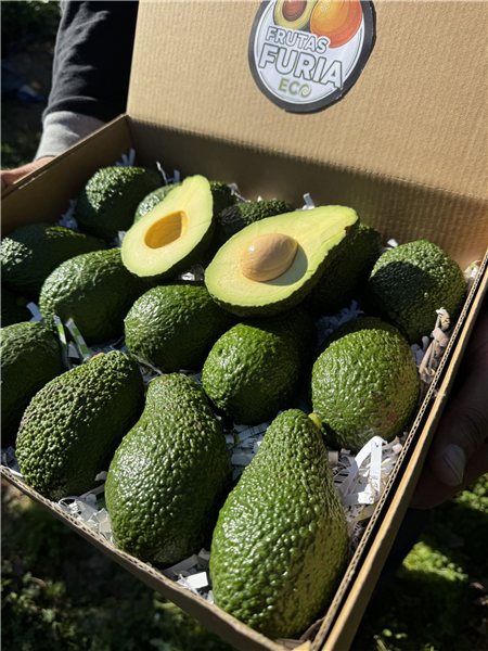 3 Kg Aguacate Hass Premium XXL (2–5 Unidades por Kg)-lateral