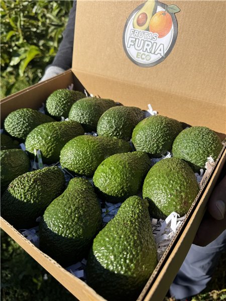 3 Kg Aguacate Hass Premium XXL (2–5 Unidades por Kg)-trasera