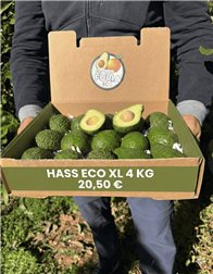 4 Kg Aguacate Hass Ecológico XL 🌿 (4–9 Unidades por Kg)