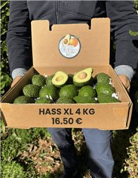 4 Kg Aguacate Hass XL (4–9 Unidades por Kg)