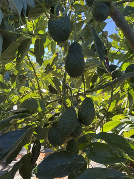 6 Kg Aguacate Hass Ecológico XL 🌿 (4–9 Unidades por Kg)-izquierda