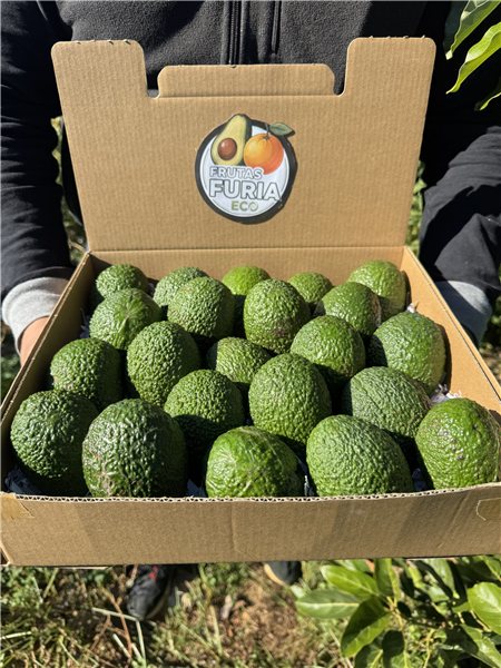 6 Kg Aguacate Hass Ecológico XL 🌿 (4–9 Unidades por Kg)-lateral