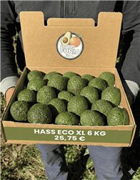 6 Kg Aguacate Hass Ecológico XL 🌿 (4–9 Unidades por Kg)