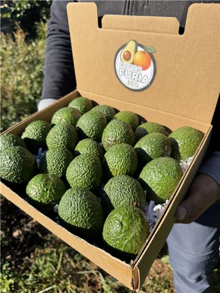 6 Kg Aguacate Hass Premium Ecológico XXL 🌿 (2–5 Unidades por Kg)-detalle