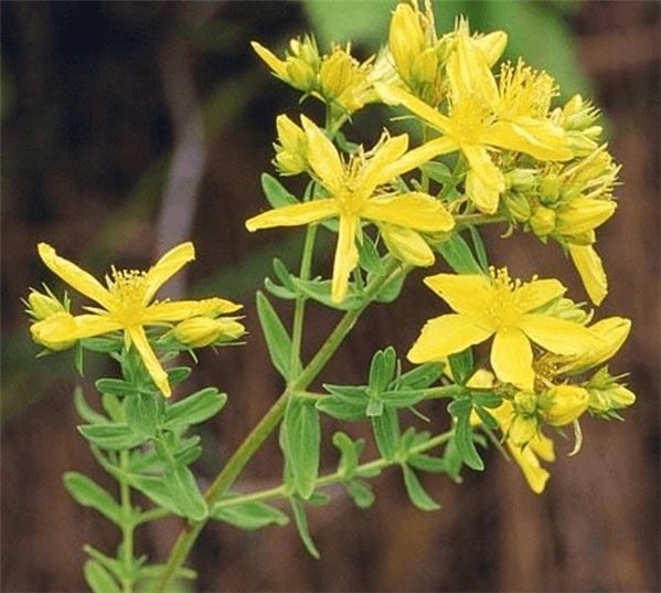 ACEITE DE HIPÉRICO BIO 30ml  Regenerador Cutáneo y Calmante-lateral