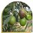 Extra Virgin Olive Oil Blend in PET, Oleum Alcazaba-detalle