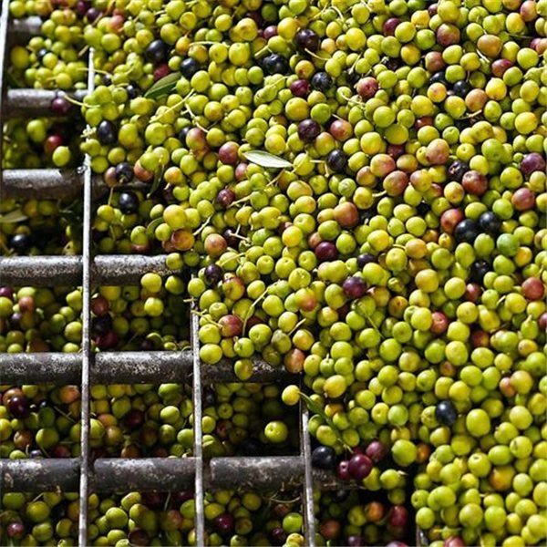 Huile d'Olive Extra Vierge Écologique Elixir, Cuadrat Valley-trasera
