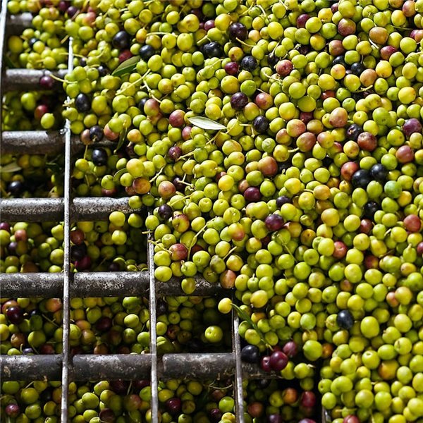 Huile d'olive vierge extra élixir biologique, Vallée de Cuadrat.-detalle