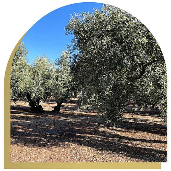 Aceite de Oliva Virgen Extra, hojiblanca ecológico en lata, Oleum Alcazaba-detalle