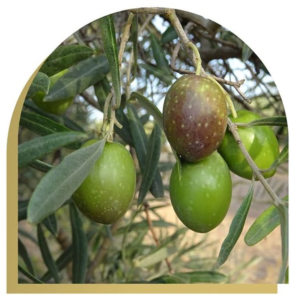 Aceite de Oliva Virgen Extra, hojiblanca ecológico en lata, Oleum Alcazaba-lateral