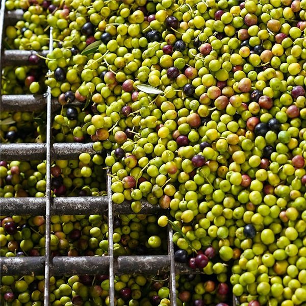 Aceite de Oliva Virgen Extra L’Oli ecológico Cuadrat Valley-detalle