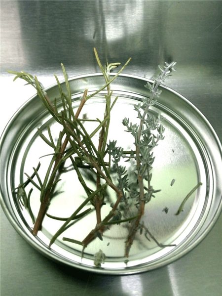 ECO TARRAGON OIL 250ml Elegant and Distinguished Aroma-detalle