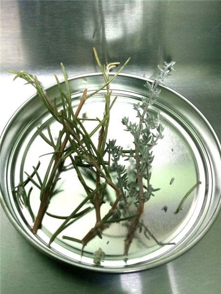 BIO-ÖL MIT ROSMARIN UND THYMIAN 250ml Aroma der Rioja-Berge-detalle