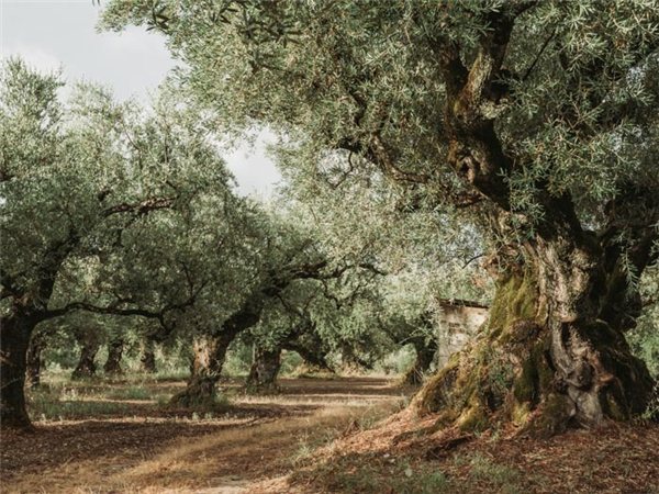 Aceitunas Gordal Gourmet, Romanico-izquierda