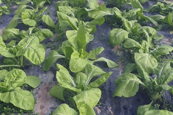 Acelgas ecológicas 500g (Sólo para envíos en Comunidad de Madrid)-detalle