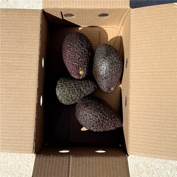 Aguacate de Málaga (Axarquía)-izquierda